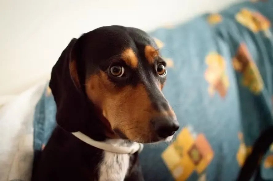 Cão de pelo curto olhando com expressão apreensiva, sentado em sofá
